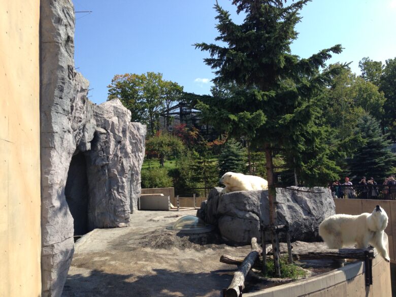 旭山動物園のシロクマ